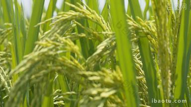 水稻穗五常大米成熟丰收平移